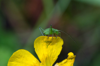 Speckled bush-cricket