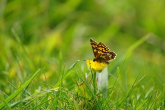 Duke of burgundy butterfly at Lyscombe