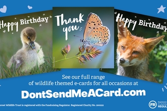 Dorset Wildlife Trust e-cards