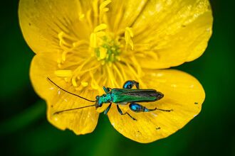Thick-legged flower beetle on a buttercup