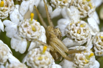 Crab spider in yarrow at Lyscombe 