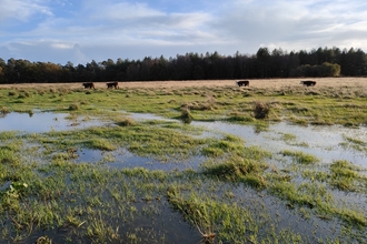 River Sherford at Wild Woodbury