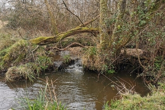 Large woody debris dam