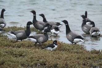 Oystercatcher and brent geese at Ferrybridge 
