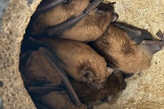 8 bats nestled together