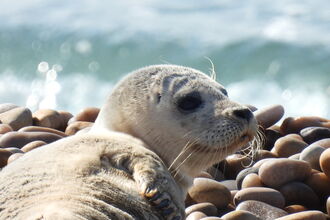 Common seal juvenile