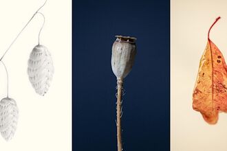 Buds, seed pod and leaf images