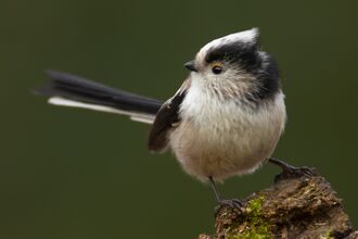 Long-tailed tit
