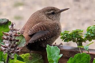 Small brown bird among leaves