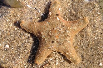 A common cushion star