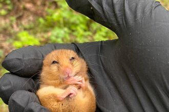 Hazel dormouse in hand as part of a dormouse survey 