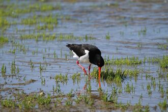 An oystercatcher wading and foraging in shallow water