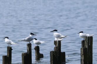 A group of Sandwich terns stood on wooden posts near water