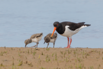 Oystercatcher with chicks
