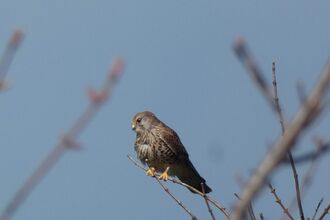 Kestrel perched