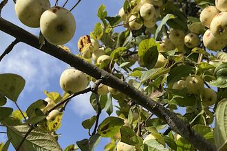 Several green apples on a tree