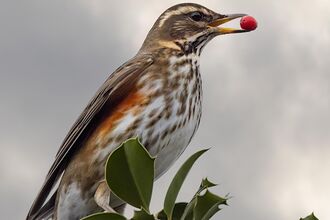 Bird with red wing with berry in it's mouth