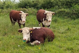 3 Old Breed Hereford Cattle