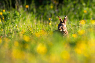 Rabbit peeping over yellow flowers
