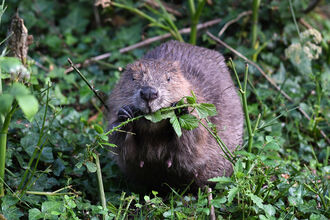 Beaver Eating - David Parkyn