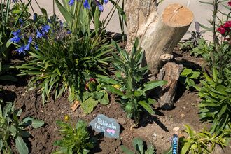 A picture of a pollinator friendly planter 