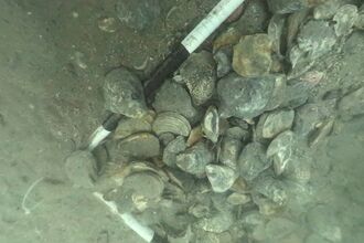 Oyster shells on Poole Harbour seabed