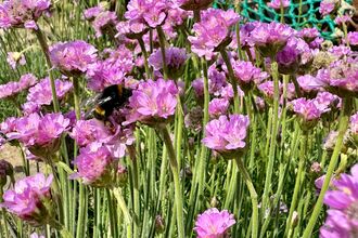 A bee on pink flowers