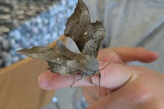 A photo of a poplar hawkmoth on a child's finger