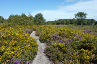 A pathway leading through yellow and purple gorse 