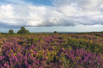 Landscape image of Upton Heath with purple heather and yellow flowers in foreground, and blue sky and white clouds in distance