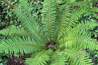 Fern opened up in woodland