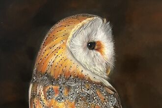 Portrait of an owl