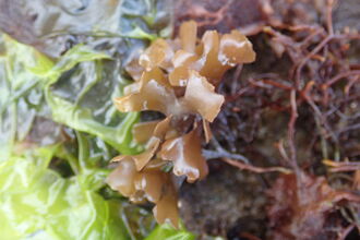 A photo showing a variety of seaweed species on the shore