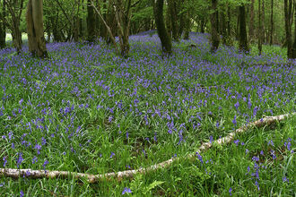 A woodland with a bed of bluebells 