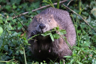 David Parkyn © David Parkyn/ Cornwall Wildlife Trust