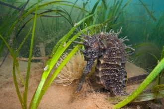 Spiny Seahorse In Seagrass. Dorset © Alexander Mustard/2020VISION