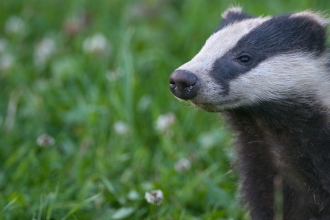 European badger (Meles meles) cub sniffing the air, Summer, Dorset, United Kingdom © Bertie Gregory/2020VISION