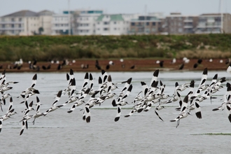 Avocets at Poole Harbour © Bertie Gregory/2020VISION