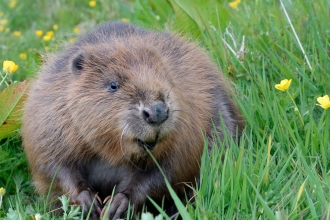Beaver © Nick Upton/Cornwall Wildlife Trust