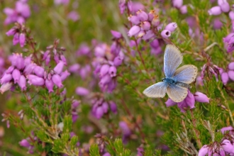 Silver-studded blue butterfly (Plebeius argus) worn male at rest on bell heather (Erica cinerea). © Chris Gomersall/2020VISION