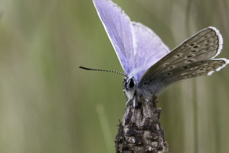 Common blue butterfly in grass