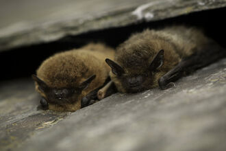 Two bats together