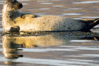 WildNet Common Seal - Derek Moore