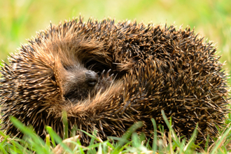 Hedgehog © Amy Lewis
