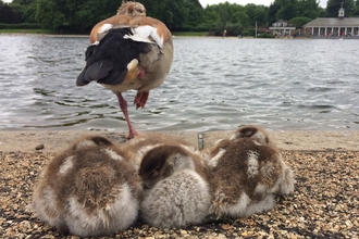 Three Egyptian goose goslings and one of their parents snoozing by a river in an urban park