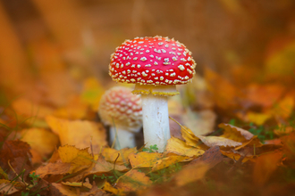 2 red mushrooms