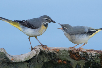 Grey Wagtail by Donald Sutherland