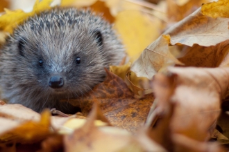 Hedgehog in autumn leaves (captive, rescue animal)