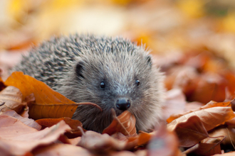 Hedgehog