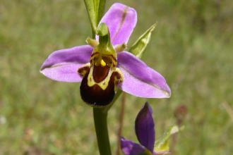 Bee Orchid (Ophrys apifera) © Lizzie Wilberforce